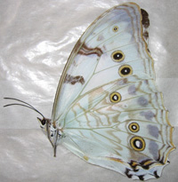 Morpho luna gynandromorph (verso papered 168) (Internet Image property of respective owner, non-commercial use only)